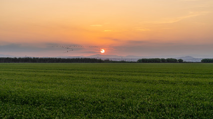 Sunset in a rice field of the "Albufera of Valencia".