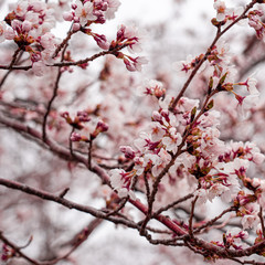 cherry blossom in spring at sakura festival at japan
