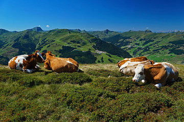 Fototapeta na wymiar Kühe auf der Alm vor der Kulisse der österreichischen Alpen