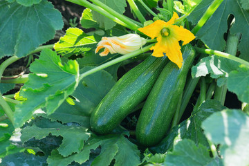 Harvest zucchini on the field.