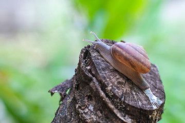 Snail are crawl on stump with blurred background and bokeh.