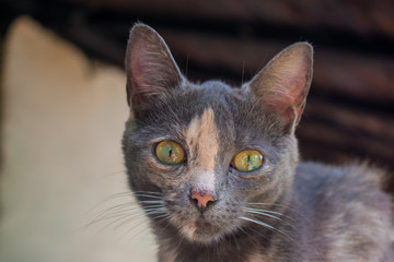 GREEN EYED CAT´S FACE