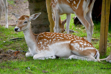 biche allongée dans l'herbe