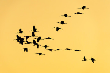 Glossy ibis at the ricefields at sunset in Albufera de Valencia.
