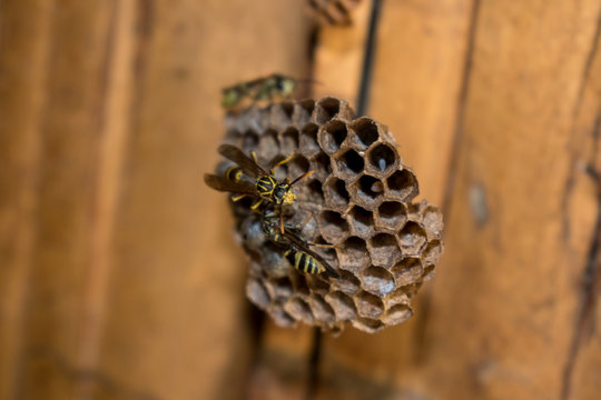 WASPS BUILDING HORNET
