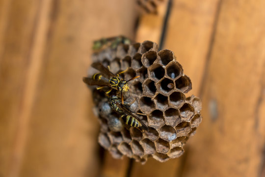 WASPS BUILDING HORNET