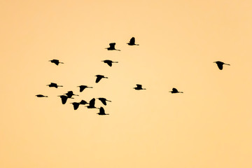 Group of herons at the ricefields at sunset in Albufera de Valencia.