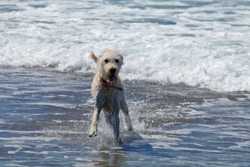 dog on beach