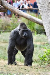 gorille surveillant ses congénères