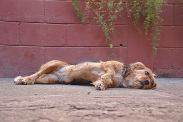 Obraz na płótnie Canvas Dog lying comfortably on side looking into camera nearly falling asleep. red brick wll background.