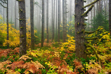 Fall colors during autumn in Silver Falls State Park in Oregon
