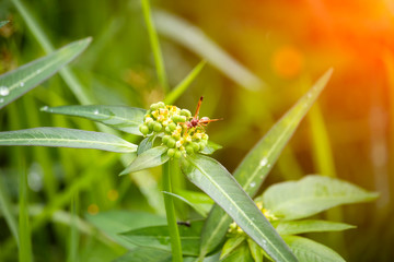 The scenery of flowers, grass and wasps eating a dew