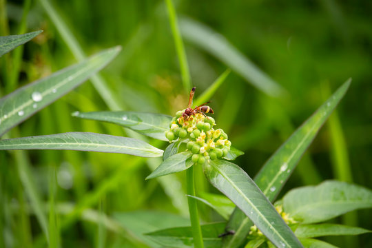 The scenery of flowers, grass and wasps eating a dew