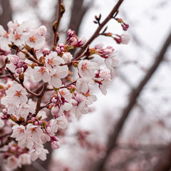 Obraz premium cherry blossom in spring at sakura festival at japan