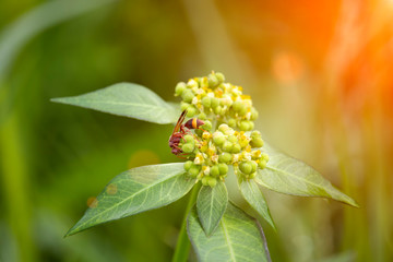 The scenery of flowers, grass and wasps eating a dew