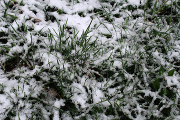 snow on the grass