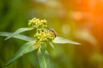 The scenery of flowers, grass and wasps eating a dew