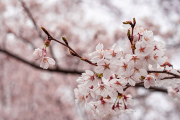 cherry blossom in spring at sakura festival at japan