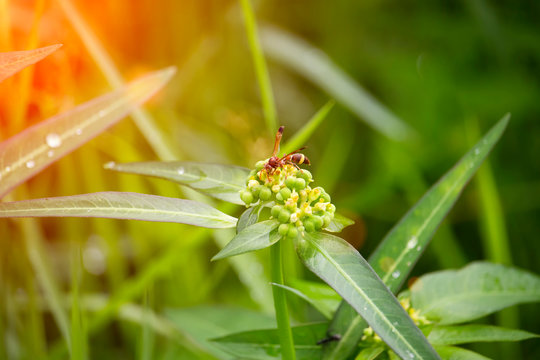 The scenery of flowers, grass and wasps eating a dew