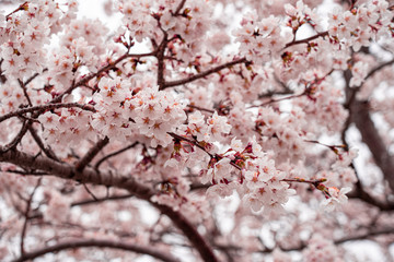 cherry blossom in spring at sakura festival at japan
