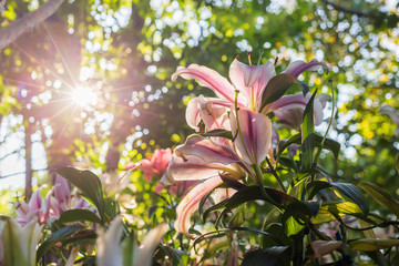 Sun rays shining on  lilly flowers at a park.