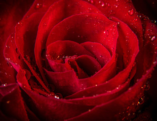 Red rose with water drops