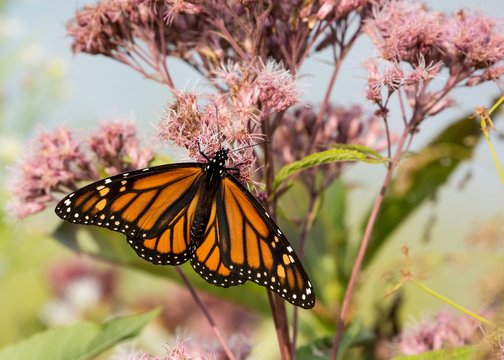 monarch butterfly on joe-pye-weed
