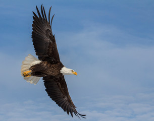 bald eagle on blue sky