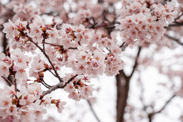 Obraz premium cherry blossom in spring at sakura festival at japan