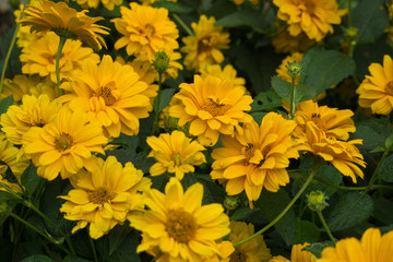 Yellow summer rudbeckia flowers on a flowerbed in a city park