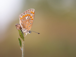 Common blue butterfly (Polyommatus icarus) female