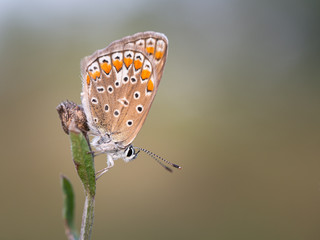 Common blue butterfly (Polyommatus icarus) female