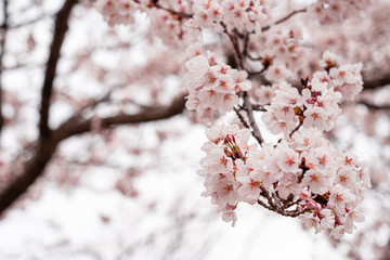 Fototapeta premium cherry blossom in spring at sakura festival at japan