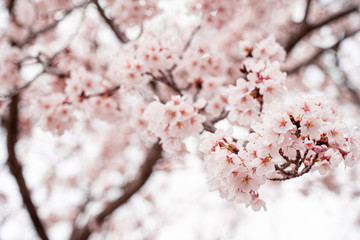 Obraz premium cherry blossom in spring at sakura festival at japan