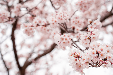 cherry blossom in spring at sakura festival at japan