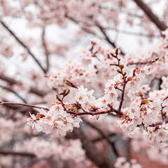 cherry blossom in spring at sakura festival at japan