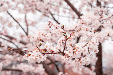 kwiat wiśni wiosną na festiwalu sakura w japonii
