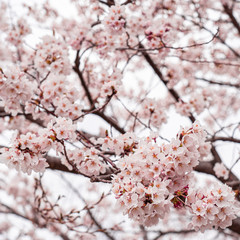 cherry blossom in spring at sakura festival at japan
