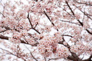 cherry blossom in spring at sakura festival at japan