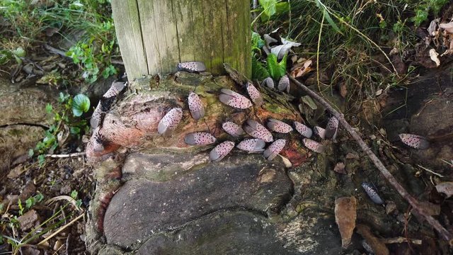 Push-in on dozens of spotted lanternflies on tree, invasive destructive treehopper destroys agriculture in Pennsylvania and New Jersey