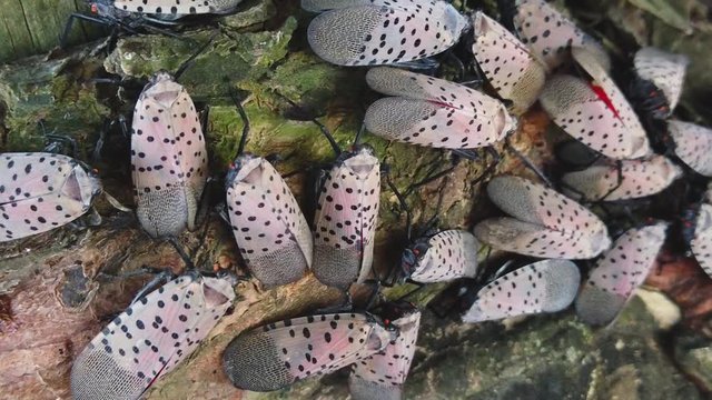 Close-up of large swarm of spotted lanternflies on tree in Pennsylvania. Invasive creature damages trees, grapevines, hops, fruit trees and orchards
