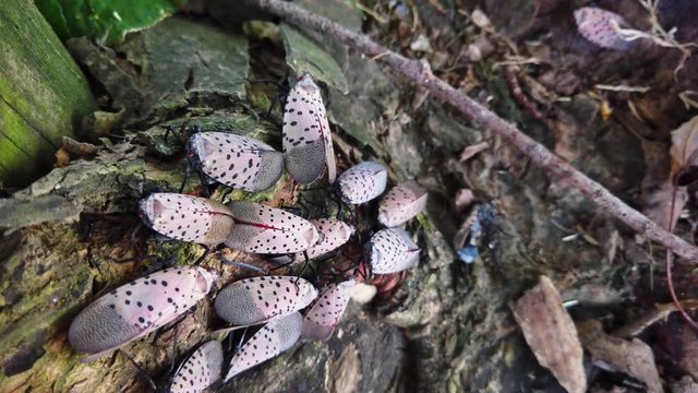 Push in shot of large swarm of spotted lanternflies on tree, invasive destructive treehopper destroys agriculture