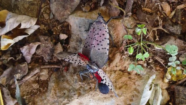 Close-up of a spotted lanternfly dragging a dead lanternfly among leaves and branches, spotted red wings visible