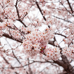 cherry blossom in spring at sakura festival at japan