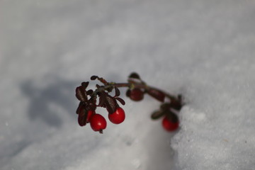 red berries in the snow