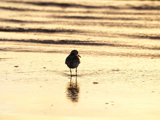 sanderling calidris alba