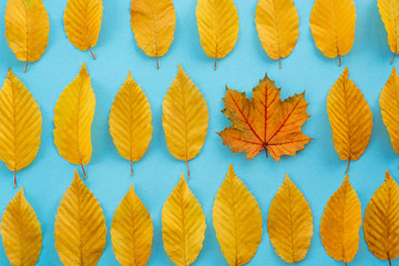 Obraz premium autumn leaves on a blue background, one leaf is different from the others - abstract vision be different, unique personality or standing out from the crowd, leadership quality