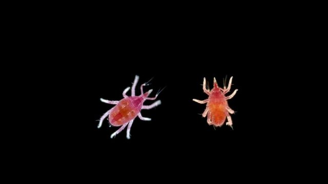 microscopic predatory mite, Bdellidae family, Prostigmata order, Acariform ticks superorder, lives in forest litter, moss, under stones, shrubs and trees, nests of birds and mammals, feed on small