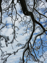 Trees covered in ice and snow