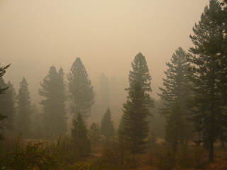Pine and fir trees in thick brown wildfire smoke © Joel
